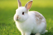 养兔如何申请国家补贴？，养殖兔子享受国家补贴的条件与流程是什么？