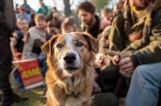 沈阳退役搜救犬，爱心领养，温暖归宿