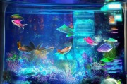 领取鱼儿大爆发任务全攻略，解锁水族箱的无限可能