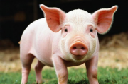 如何申请养猪补贴？，猪肉养殖补贴申请流程详解