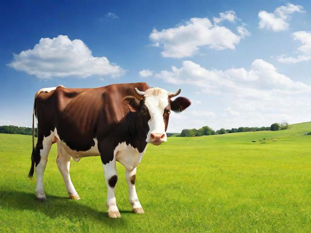 养牛申请国家补贴的全面指南
