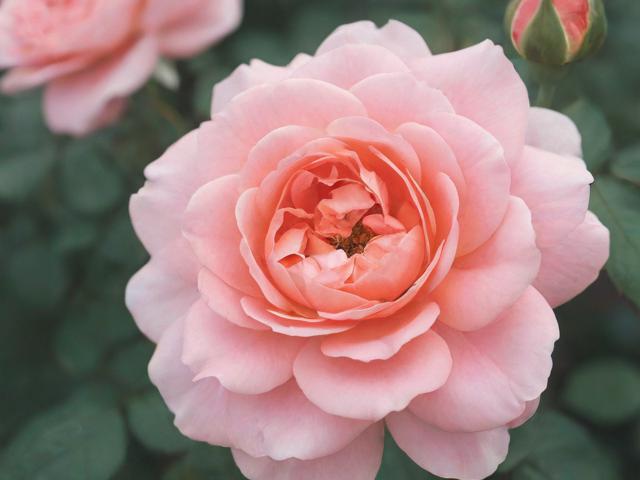 花吧怎么关闭，告别喧嚣，回归宁静的生活指南