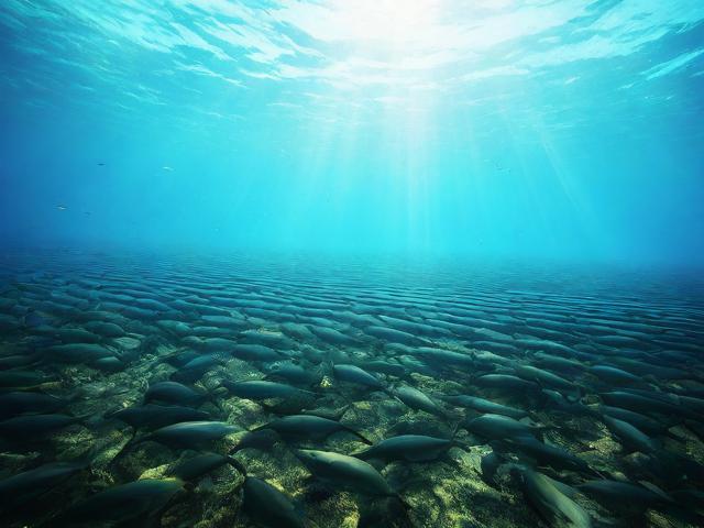 水产养殖补贴申请书