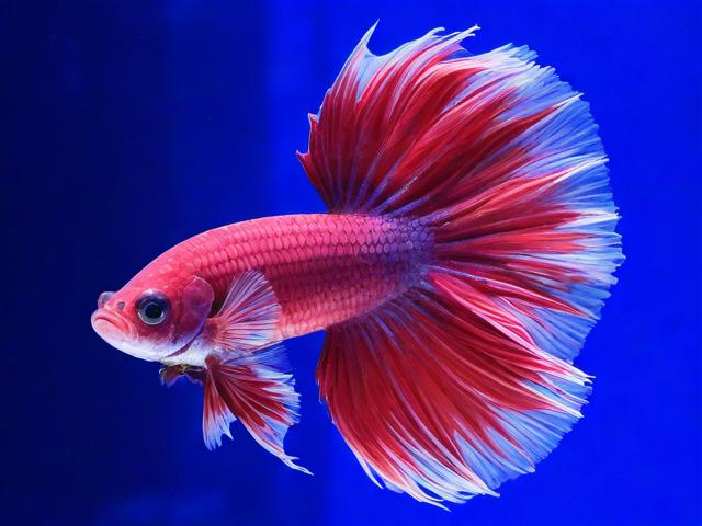 斗鱼直播如何设置定时关闭，告别熬夜，轻松享受直播时光