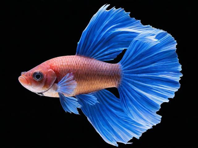 手机斗鱼直播关闭教程，轻松掌握直播结束技巧