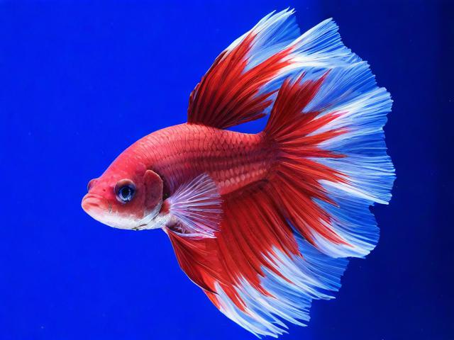 斗鱼直播弹幕关闭攻略，轻松打造纯净观看体验