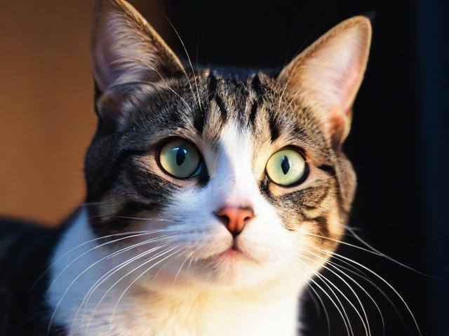 光猫关闭方法详解，轻松解决网络问题