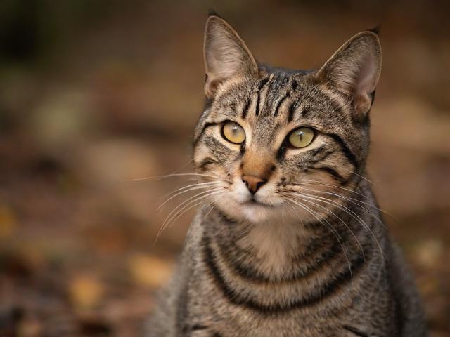 How to Express Closed in English:A Comprehensive Guide