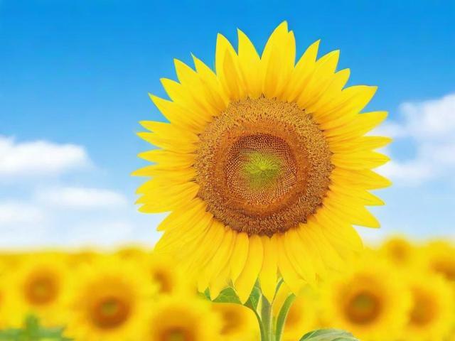 微博关闭评论的实用指南，轻松掌握隐私保护技巧