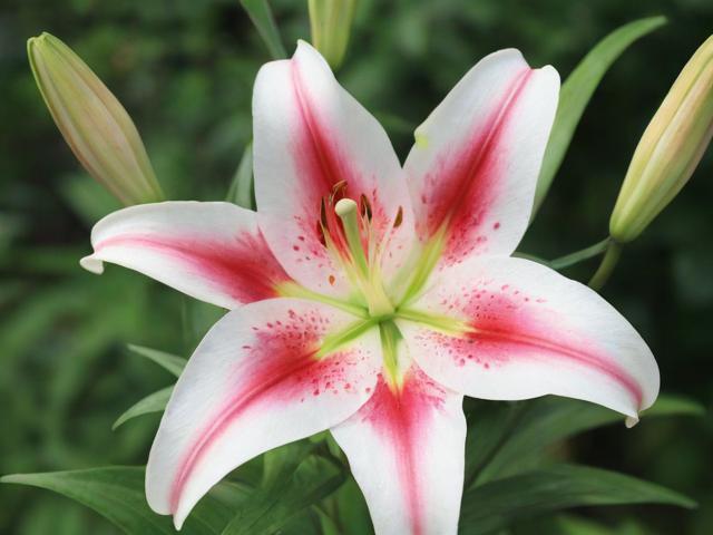 百合APP关闭操作指南，轻松学会如何安全退出百合平台