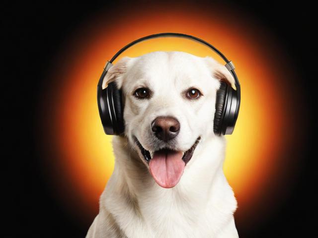 酷狗音乐弹幕功能关闭指南，轻松告别弹幕打扰，享受纯净音乐时光