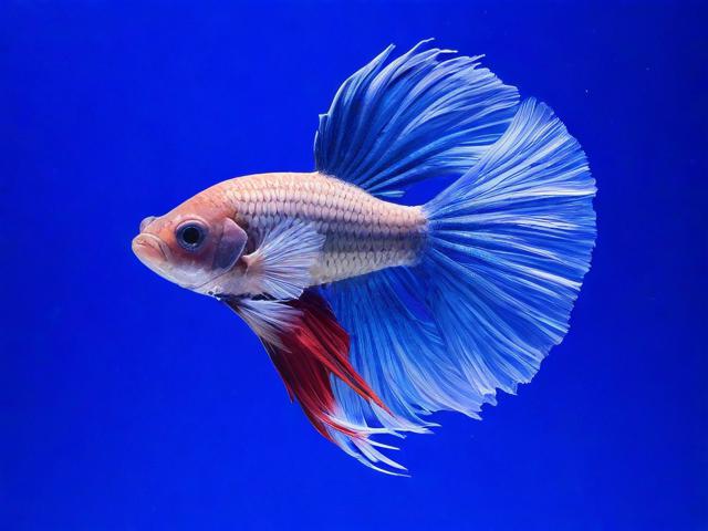 斗鱼直播平台关闭礼物特效教程，轻松还原直播间的纯净之美