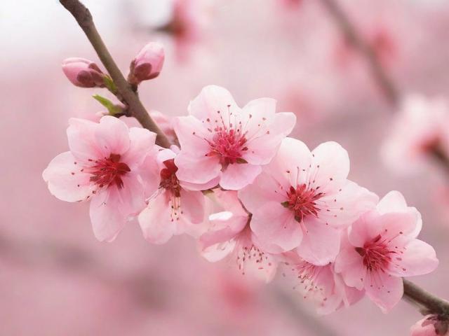 如何巧妙关闭桃花，一招教你摆脱不必要的情感纠葛