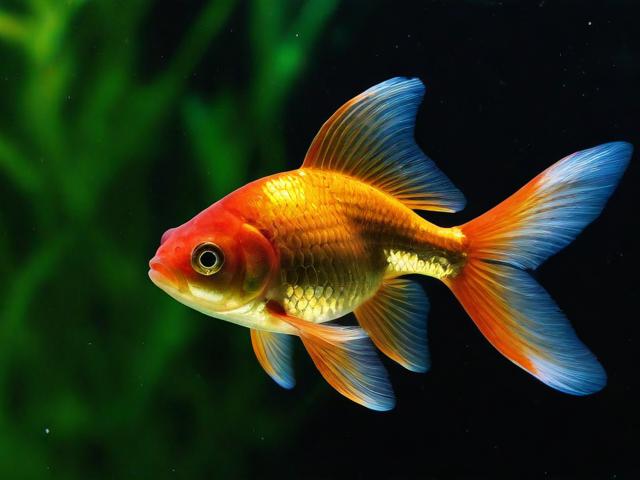 闲鱼关闭附近功能，轻松设置，远离打扰，享受宁静购物体验