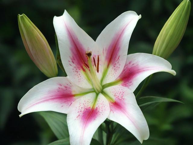 百合网用户指南，如何轻松关闭您的账号