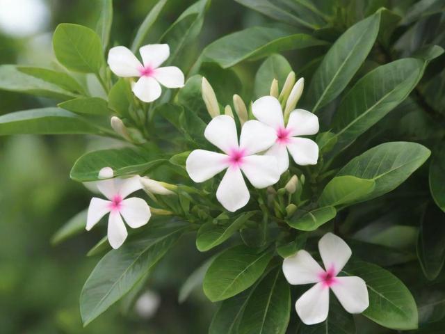 如何轻松关闭QQ花藤，详细步骤解析