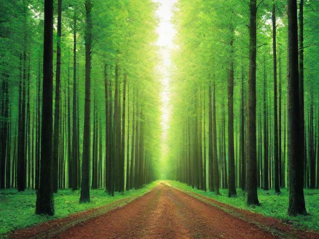 如何申请林业补贴