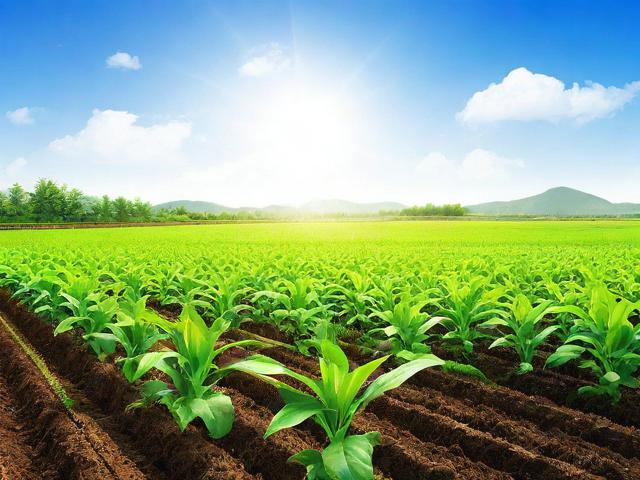 农业种植补贴申请书