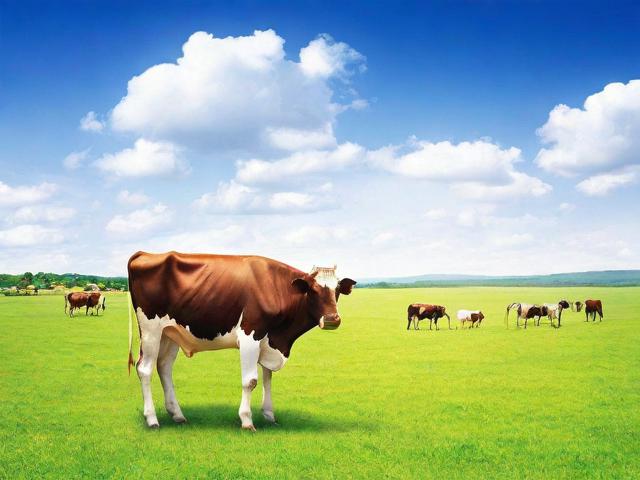 关于申请享受牛补贴的说明