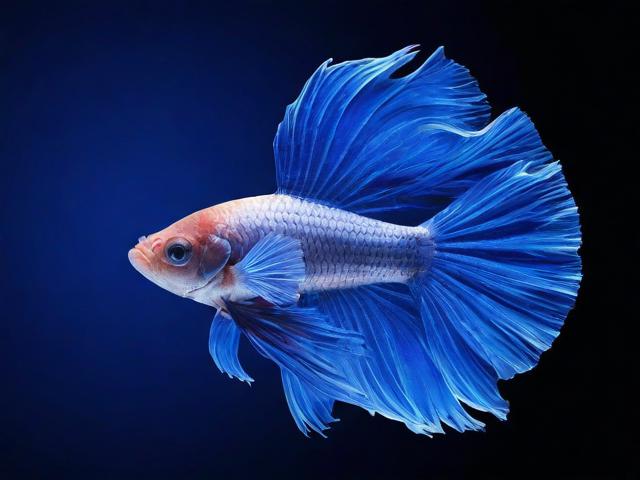 手机斗鱼直播如何关闭弹幕，轻松享受无干扰的观看体验