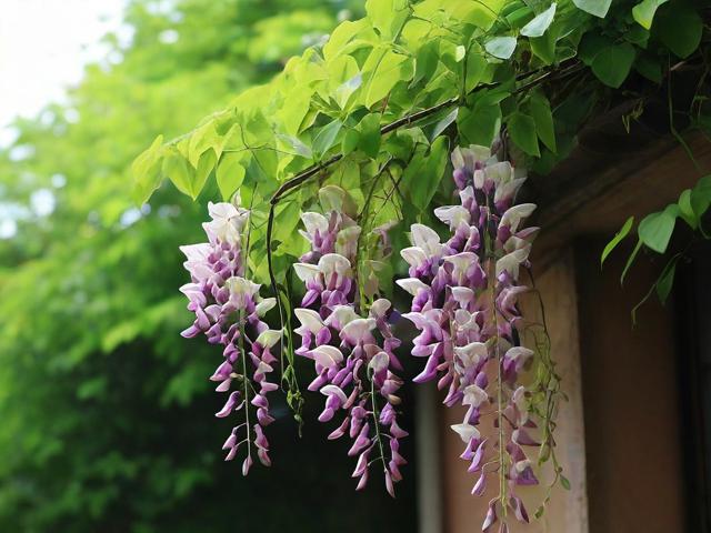 如何轻松关闭花藤，一站式指南解析