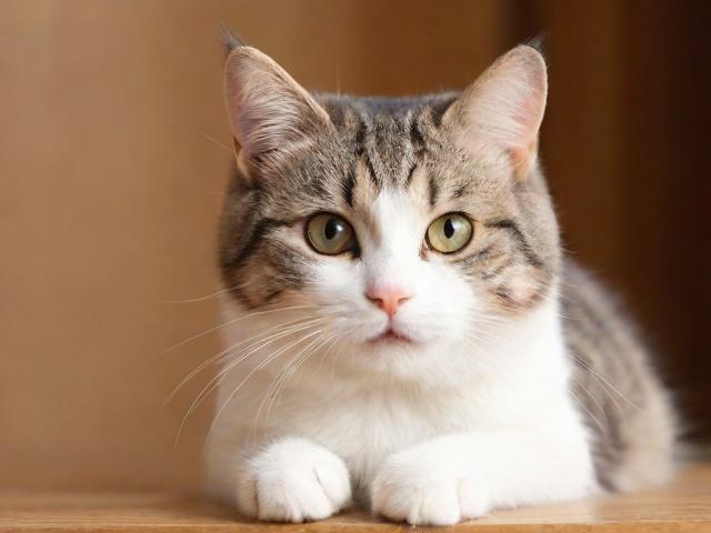 如何关闭交易猫店铺，全面指南与注意事项