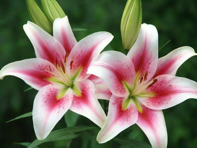 百合网账户关闭指南，轻松操作，告别网络红娘服务