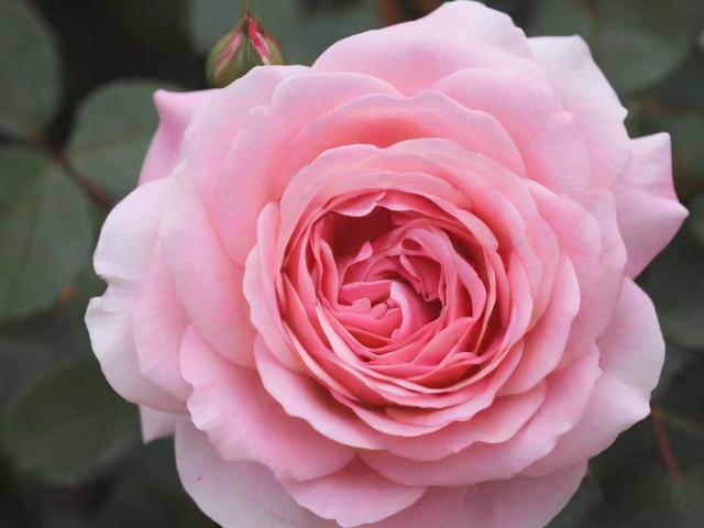 如何轻松关闭拿去花，全方位指南教你解除消费束缚