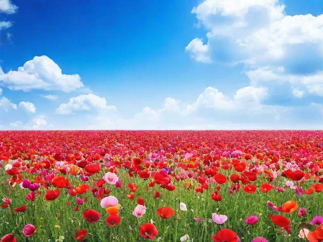 花海直播关闭了怎么办？教你如何应对直播平台更迭