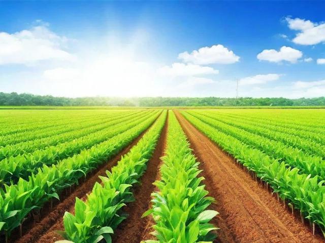 农业补贴申请表填写指南