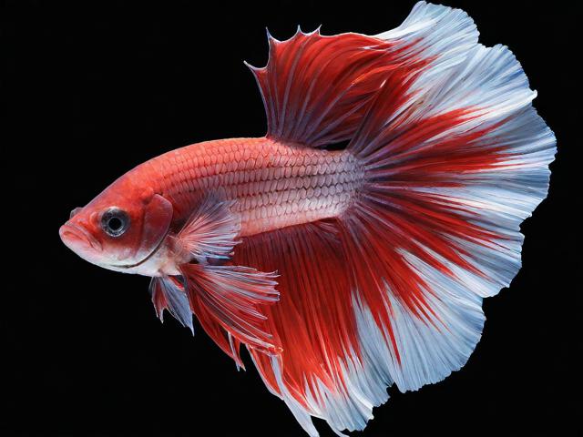 斗鱼弹幕关闭指南，轻松告别嘈杂，享受纯净直播体验