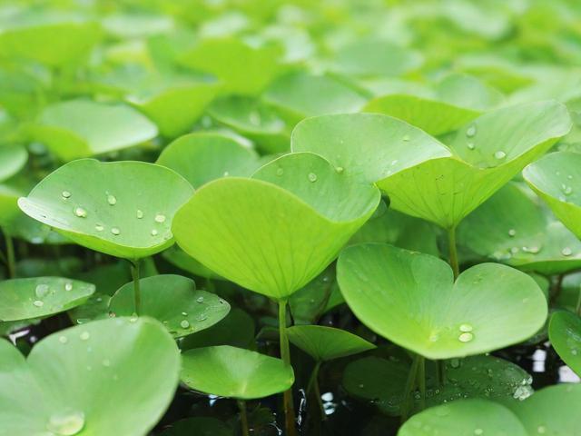 如何有效关闭浮萍现象，水环境治理的实践与思考