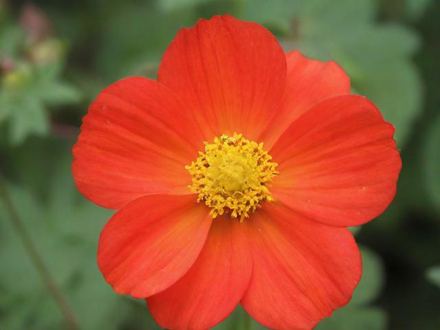 如何关闭花呗，详细指南与注意事项