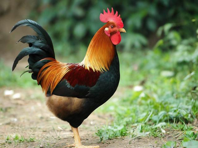 养鸡补贴申请书