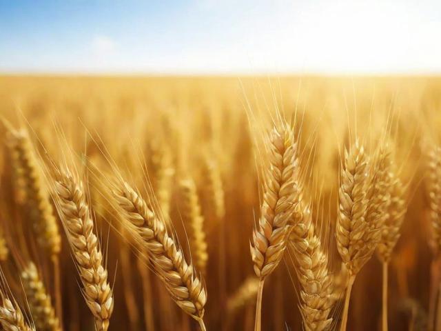 大麦免密支付关闭指南，轻松解除您的支付便捷，保障账户安全