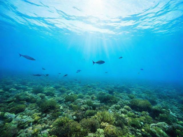 水产养殖补贴申请指南，详细流程与注意事项