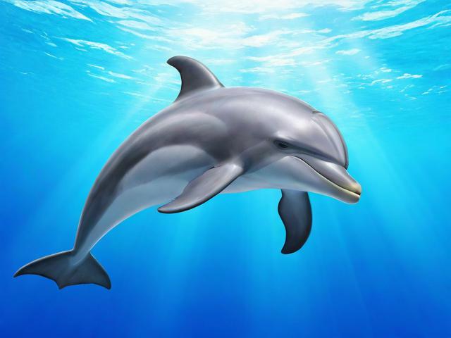 如何轻松关闭海豚屏幕旋转，海豚浏览器旋转功能的详细关闭指南