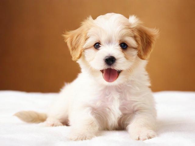 宠物成长怎么关闭，揭秘宠物成长系统关闭方法及注意事项