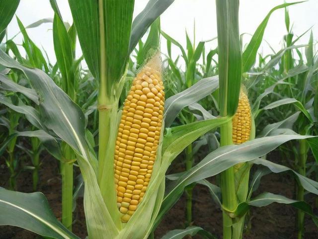 糯玉米种植管理攻略，如何有效关闭糯玉米延时现象