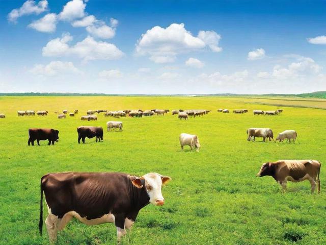 养殖补贴去哪里申请？