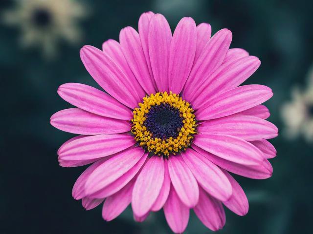 轻松关闭拿去花，揭秘便捷支付背后的安全退出之道