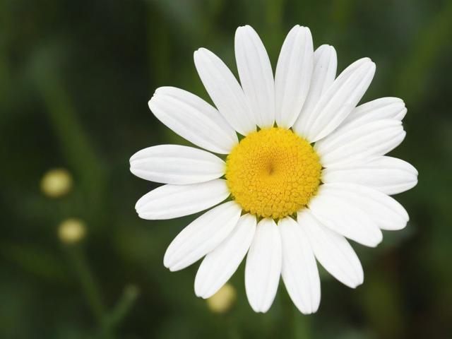 同花顺关闭资讯功能详解，轻松操作，享受宁静投资之旅