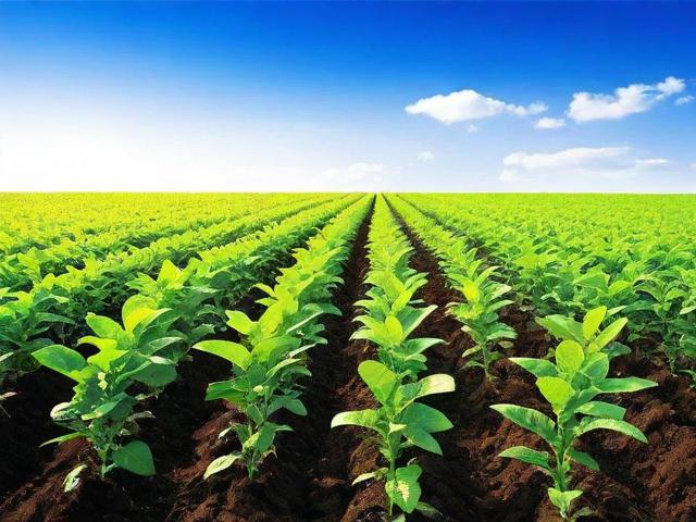 如何申请种植补贴？