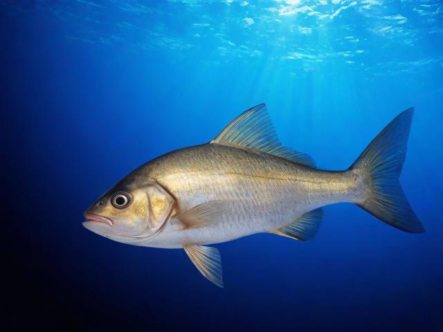 如何关闭咸鱼抵扣，全面解析及操作指南