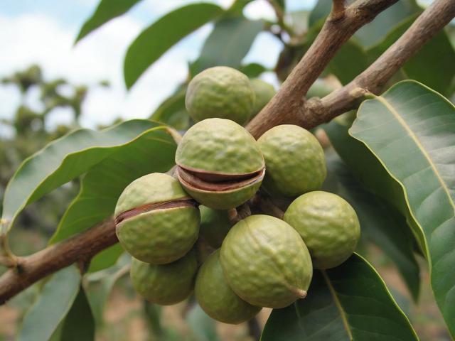 澳大利亚坚果种植补贴的申请流程和注意事项