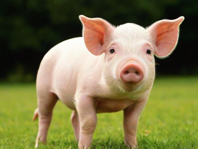 养猪申请补贴的条件、流程与影响因素