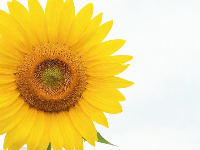 微信如何关闭搜索账号，轻松操作，保护个人隐私