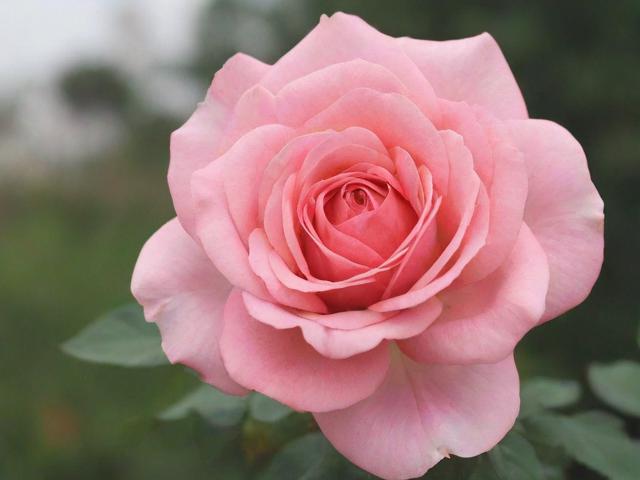 如何关闭携程拿去花服务，操作指南及注意事项