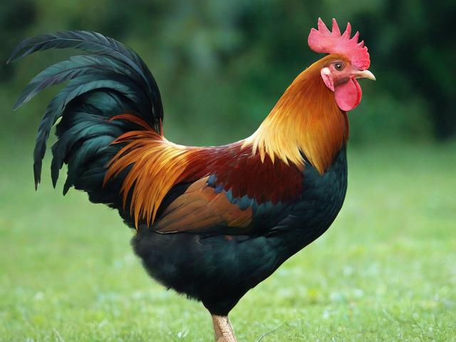 养鸡补贴的申请，全面解读和流程指南