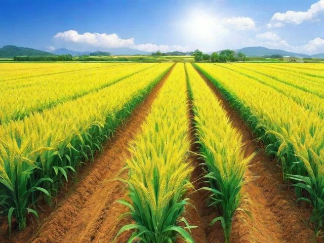 农业补贴申请流程详解及注意事项